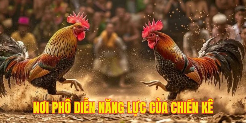 AOG Đá Gà BWING - Lý Giải Sức Hút Đặc Biệt Của Sân Chơi
