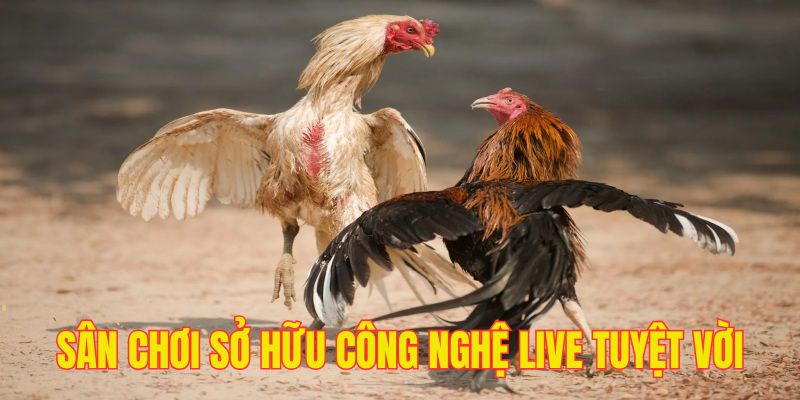 Sân chơi sở hữu công nghệ live tối tân bậc nhất